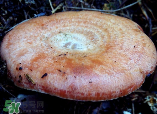 重阳菌不能和什么吃,菌不能和哪些食物同吃