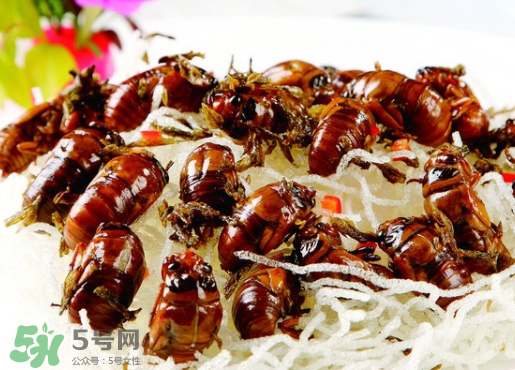 知了的家常做法,知了的做法大全 知了的家常做法,知了的做法大全
