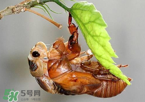 人工养殖的好处,人工养殖是什么意思