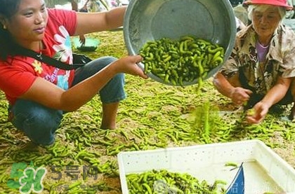 豆丹多少钱一斤2021,灌云豆丹多少钱一斤