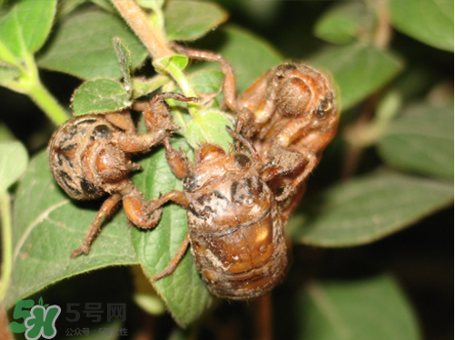 知了猴什么时候出来的最多,知了猴什么时候出来?