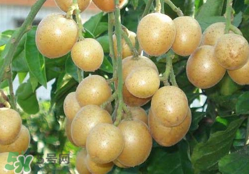 黄皮果可以放多久,腌制黄皮果可以存放多久 黄皮果可以放多久,腌制黄皮果可以存放多久