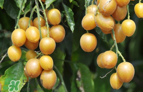 黄皮果的食用方法,黄皮果的食用方法和保存方法