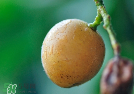 黄皮果的功效和作用,黄皮果的功效和禁忌 黄皮果的功效和作用,黄皮果的功效和禁忌
