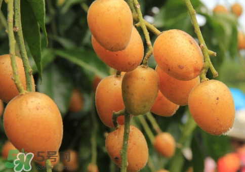 黄皮果功效是什么,黄皮果的功效和作用及食用方法 黄皮果功效是什么,黄皮果的功效和作用及食用方法