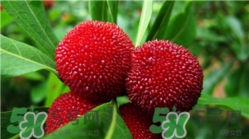 杨梅的作用和功效,杨梅酒的功效和作用