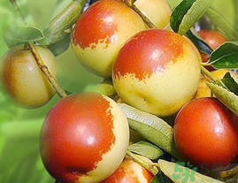 鲜枣怎么挑选,枣子怎么挑选