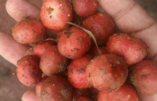 野地瓜怎么种植,野生山地瓜