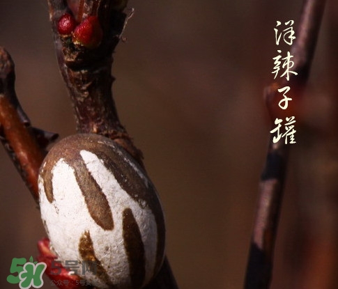 吃洋辣子罐的营养价值,洋辣子罐的药用价值