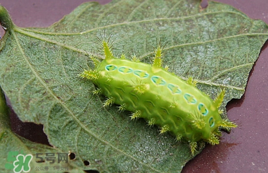 被洋辣子蛰到怎么治,被洋辣子蛰到怎么治疗-百度经验