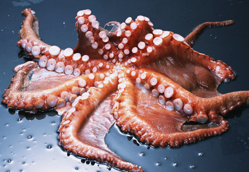 章鱼有什么营养价值,章鱼有什么营养价值养价值