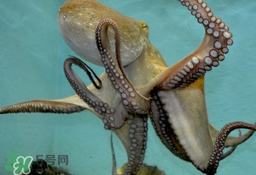 章鱼和乌贼的区别图片,章鱼和乌贼的区别 章鱼和乌贼的区别图片,章鱼和乌贼的区别