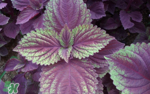 紫苏和苋菜的区别图片,紫苏和苋菜的区别 紫苏和苋菜的区别图片,紫苏和苋菜的区别