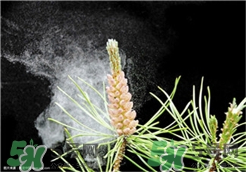 松花粉是苦的吗,松花粉为什么是苦的