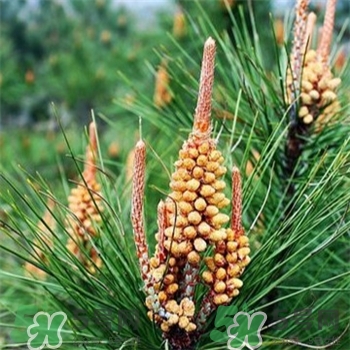 松花粉真的有那么神奇的功效吗,喝松花粉对身体有什么好处