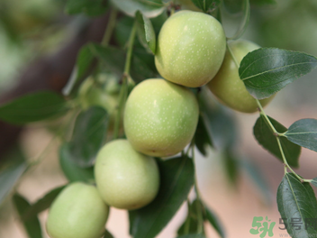 孕妇可以吃青枣子吗,孕妇可以吃青枣子吗中期