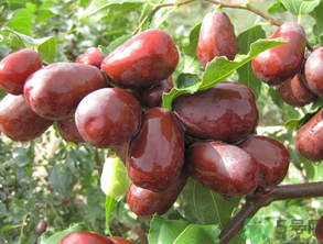 孕妇可以吃新鲜的枣子吗,怀孕早期可以吃枣子吗 孕妇可以吃新鲜的枣子吗,怀孕早期可以吃枣子吗