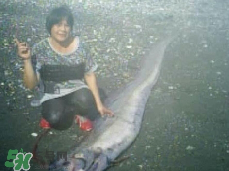 皇带鱼和带鱼的区别,皇带鱼和带鱼的区别特征