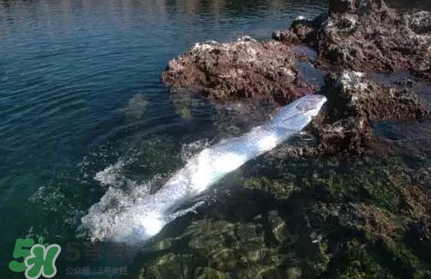 皇带鱼的恐怖传说图片,皇带鱼的恐怖传说视频