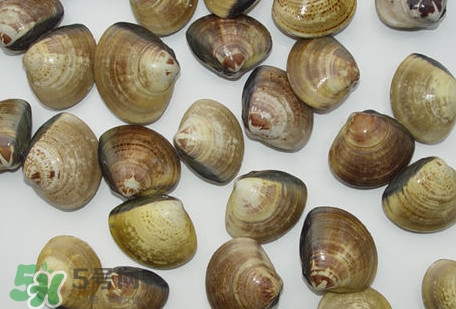 蚬子和文蛤有什么区别,蚬子蛤蜊的区别 蚬子和文蛤有什么区别,蚬子蛤蜊的区别