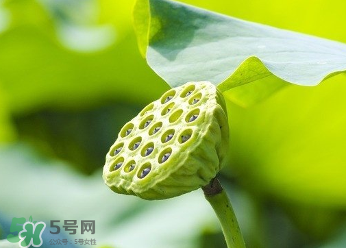 莲蓬怎么煲水去胎毒,莲蓬怎么煲水去胎毒几久吃一次