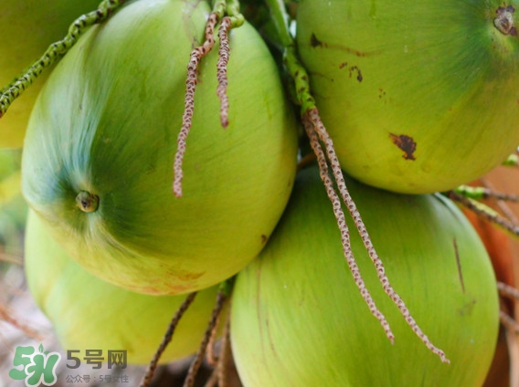 椰青和椰子哪个好喝,椰青好喝吗 椰青和椰子哪个好喝,椰青好喝吗