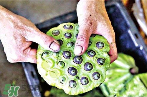 莲子的功效和作用禁忌及食用方法,莲子的功效和作用吃法