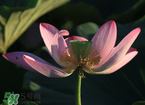 莲蓬是什么样子,莲蓬长啥样