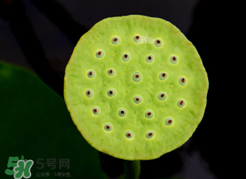 莲蓬怎么吃,莲蓬的做法大全 莲蓬怎么吃,莲蓬的做法大全