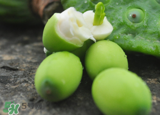 莲蓬的功效和作用,莲蓬的功效和作用禁忌 莲蓬的功效和作用,莲蓬的功效和作用禁忌