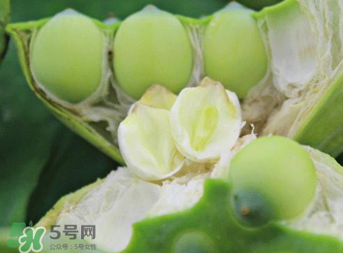 莲蓬泡水的功效和作用,莲蓬的作用和功效