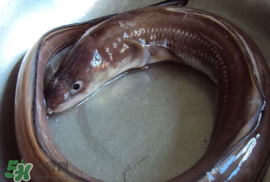 海鳗和河鳗区别,河鳗鱼和海鳗鱼的怎么区分