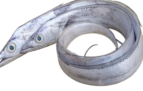 鳗鱼和带鱼有什么区别,鳗鱼带鱼是同一种鱼吗