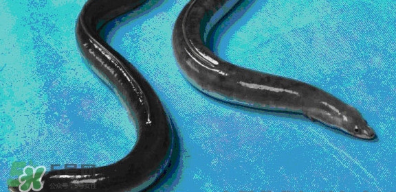 鳗鱼是白鳝吗,鳗鱼是白鳝鱼的吗