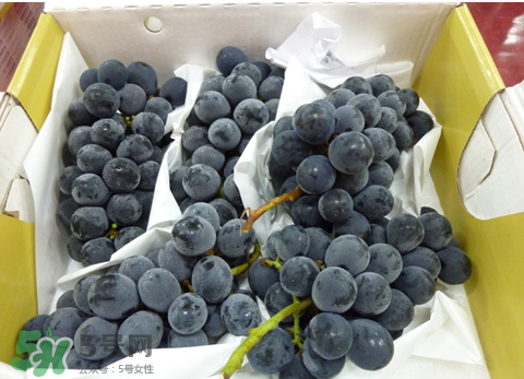 巨峰葡萄和夏黑葡萄的区别,巨峰葡萄夏黑葡萄哪个更好吃