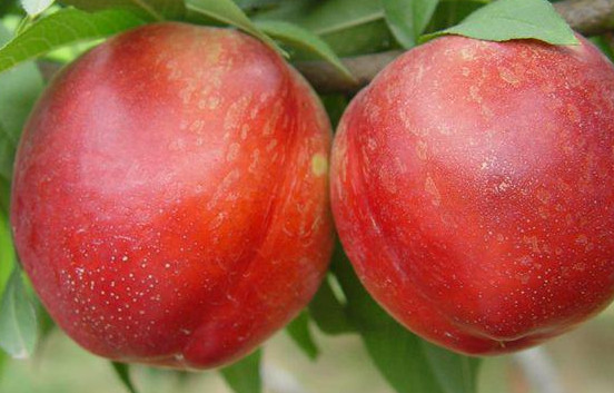 突围桃缺点,突围桃为什么叫突围桃