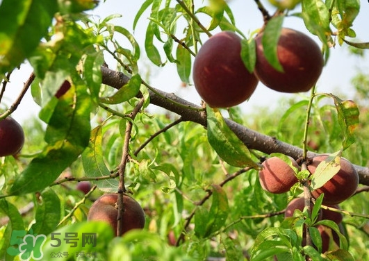 黑桃是酸性还是碱性的,桃子是碱性还是酸性