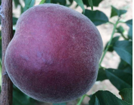 黑桃王几月份成熟,黑桃是什么水果 黑桃王几月份成熟,黑桃是什么水果