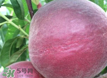 老年人吃黑桃有什么好处,冬天吃黑桃有什么好处