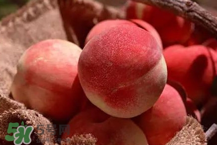 真正的中华血桃产地,血桃产地在哪里