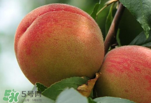 血桃和普通桃子有什么区别,血桃和紫血桃哪个好