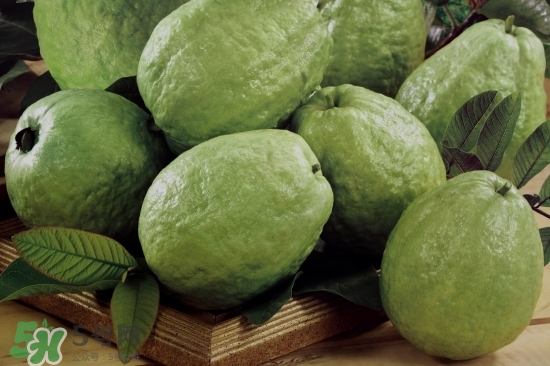 番石榴如何保存方法,番石榴如何保存