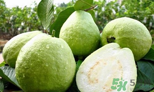 番石榴皮药用功效和作用,番石榴皮的功效和作用及食用方法