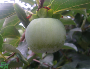 柿子的营养价值和功效,柿子的营养价值和功效禁忌