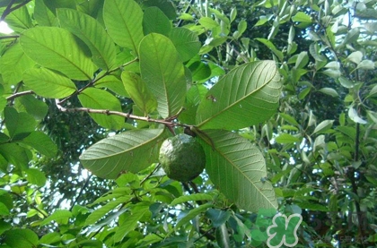 番石榴叶怎么吃降血糖,番石榴叶可以降血糖吗 番石榴叶怎么吃降血糖,番石榴叶可以降血糖吗