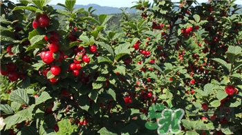 钙果的功效和药用价值,钙果的功效和作用 钙果的功效和药用价值,钙果的功效和作用