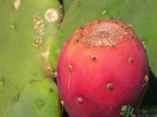 孕妇可以吃仙人掌果吗,孕妇可以吃仙人掌果的功效和作用