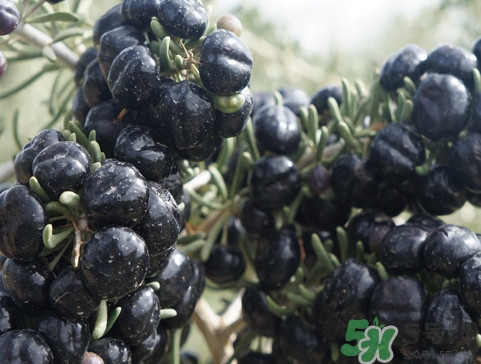 黑枸杞怎么吃效果最好,黑枸杞怎么吃是正确的