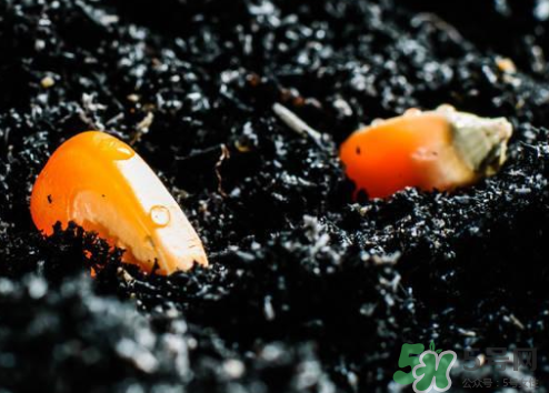 种子应该怎么保存,保存种子的适宜条件 种子应该怎么保存,保存种子的适宜条件