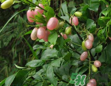 山黄皮和黄皮果的区别,山黄皮和黄皮有什么区别